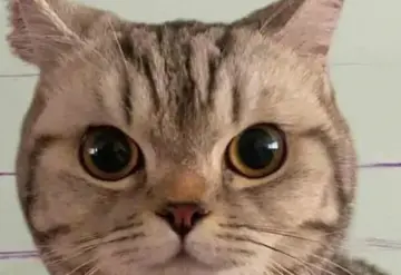 La gatita más buscada de Tailandia.