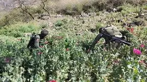 Golpe al narco: destruyen cultivos y laboratorios