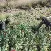 Golpe al narco: destruyen cultivos y laboratorios