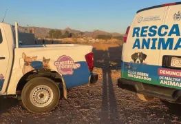 Mueren perros en chapopote en Chihuahua.