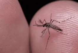 México refuerza combate al dengue.