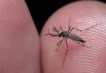 México refuerza combate al dengue.
