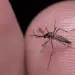 México refuerza combate al dengue.