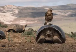 Acción humana evita extinción.