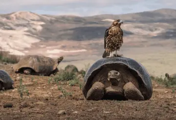 Acción humana evita extinción.