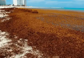 Alerta por sargazo.