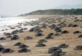 Michoacán protege su biodiversidad