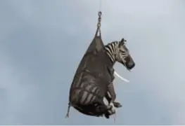 Ed, la cebra que escapó, es rescatada y llevada en helicóptero