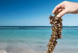 Sargazo y el problema que representa.