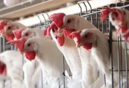 Influenza aviar contenida