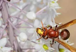 El secreto de los avispones.