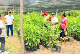 Reforestarán 250 mil hectáreas en Tabasco.