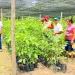 Reforestarán 250 mil hectáreas en Tabasco.