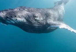 México llama a transformar la protección de los océanos