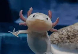 Ajolotes y regeneración.