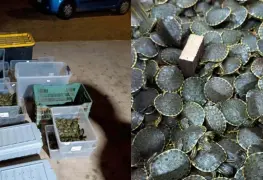 El tráfico de especies no se detiene