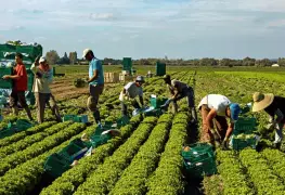 Proponen regular migración laboral en EEUU.