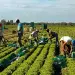 Proponen regular migración laboral en EEUU.
