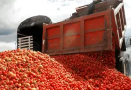 México busca frenar arancel del 20.91% al tomate en EE. UU.