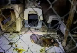 Crueldad al descubierto