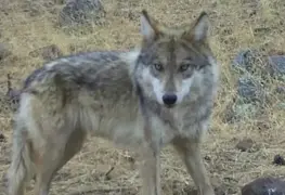 Nace lobo mexicano en libertad en Chihuahua