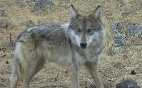 Nace lobo mexicano en libertad en Chihuahua
