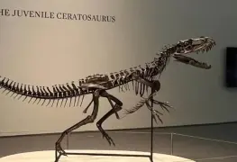 Piezas &uacute;nicas en subasta de Historia Natural en Nueva York