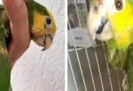 Crueldad animal y fraude ambiental