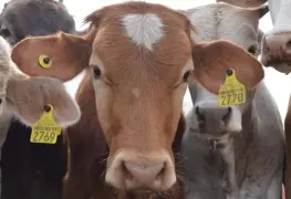 Claudia Sheinbaum califica de il&oacute;gica la decisi&oacute;n de EE.UU. de cerrar frontera al ganado mexicano