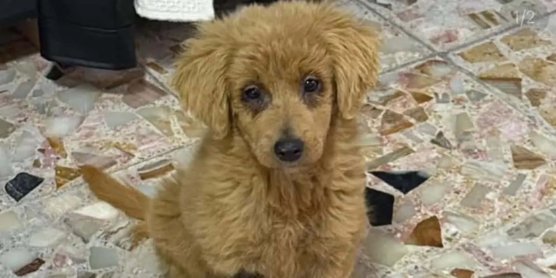 Rescatan a cachorra Anastasia en CDMX