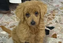 Rescatan a cachorra Anastasia en CDMX