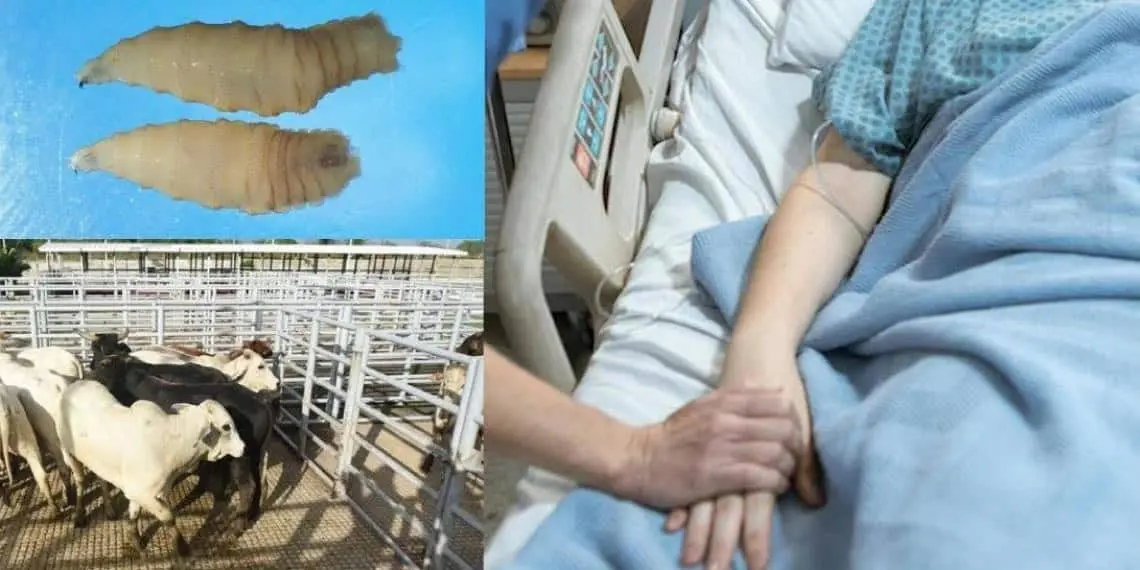 Brote de miasis por gusano barrenador afecta a México