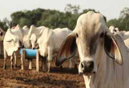 Ganadería en auge en Tabasco