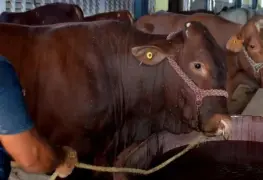 Confirmados 20 nuevos casos de gusano barrenador en Yucat&aacute;n