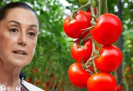 Sheinbaum rechaza arancel de Estados Unidos al jitomate mexicano