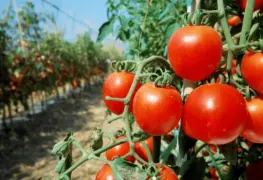 Cosecha en alerta por arancel