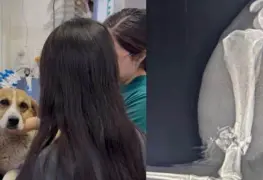 Activista denuncia ataque a perro por Guardia Nacional