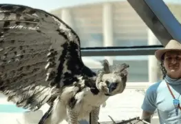 Hallazgo de &aacute;guila arp&iacute;a en M&eacute;xico evidencia zona de reproducci&oacute;n activa