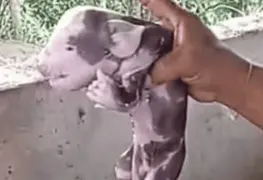 Nacen cerdos "humanos"