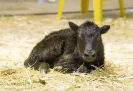 China clona al primer yak del mundo, revolucionando la ganadería en el Tíbet