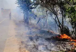 Arrasan incendios con 52 mil hectáreas