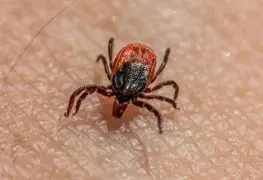 Aumento Significativo de Casos de Rickettsia en 2025: Alerta Sanitaria