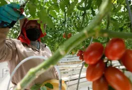 Arancel del 17% al tomate fresco mexicano enciende alarmas en agricultura nacional