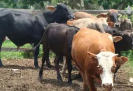 Crece abigeato en cuatro municipios