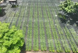 Tabasco va por 10 millones de árboles