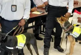 Binomios caninos en Jalisco protegen ganado bovino de plaga