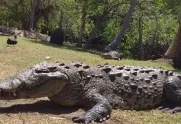 Muere el cocodrilo más icónico de Oaxaca