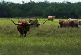 EEUU destinará 750 mdd en planta para controlar gusano barrenador