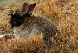 El virus del papiloma de Shope