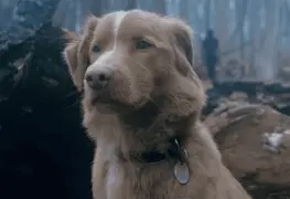 El Terror a través de los ojos de Good Boy